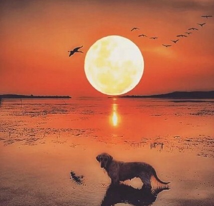 从三毛流浪记中感悟,三毛的经典一句话