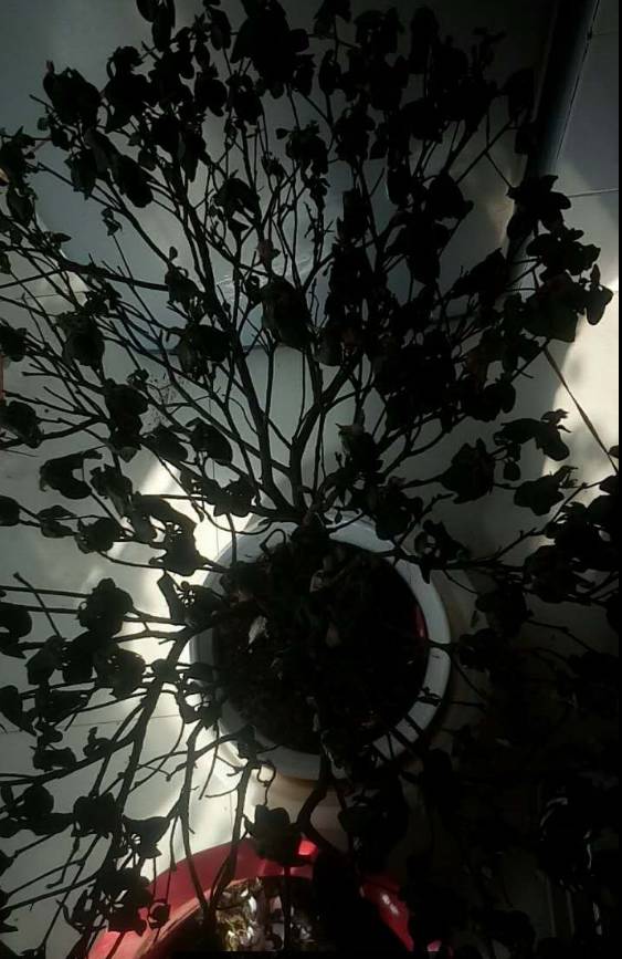 风信子夹箭是因为冷处理时间短吗,风信子败花以后怎么处理