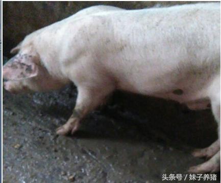 病毒性腹泻怎么治疗小猪,哺乳小猪得病毒性腹泻怎样治疗