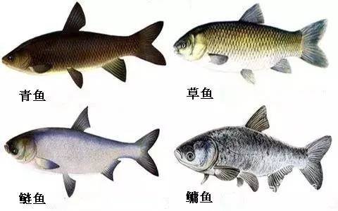 孕妇能不能吃鲫鱼卵,孕妇能不能吃怀孕的鱼