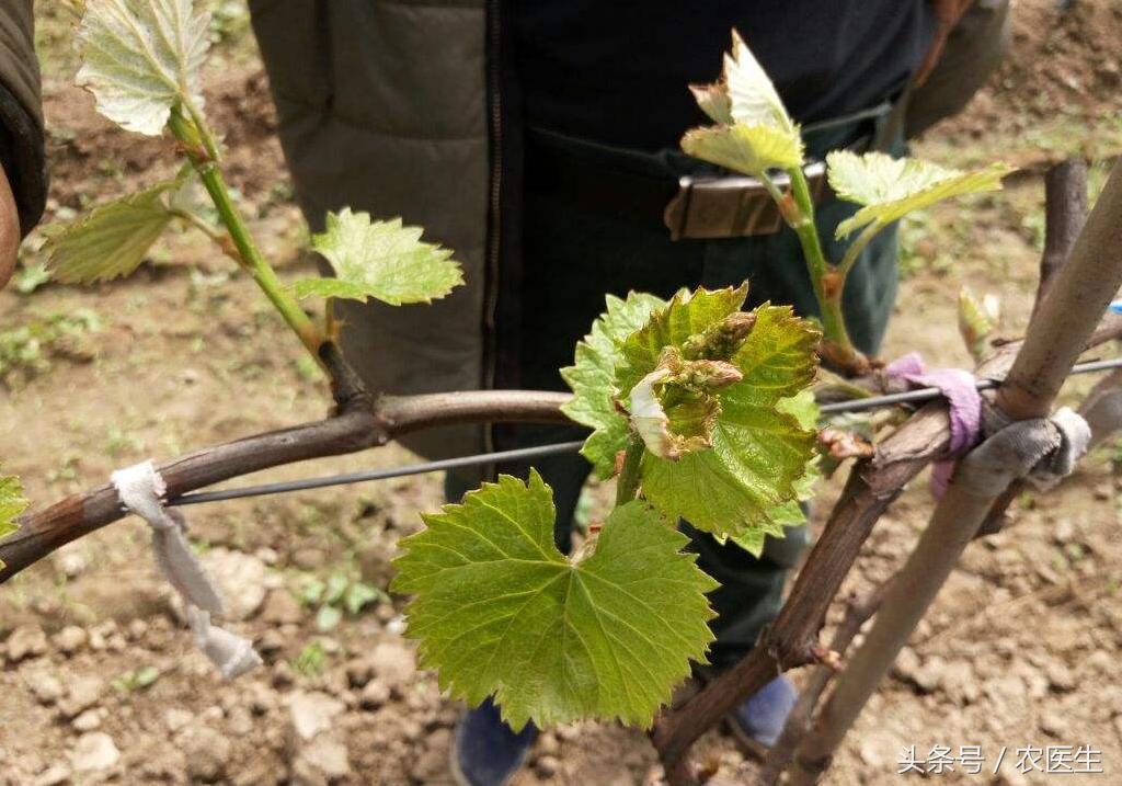 葡萄灰霉病和穗轴褐枯病防治,甜瓜枯萎病根腐病