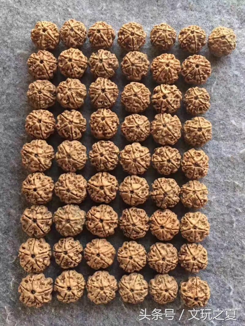 金刚菩提黑色果胶干刷能刷掉吗,金刚菩提干刷多久可以挂瓷