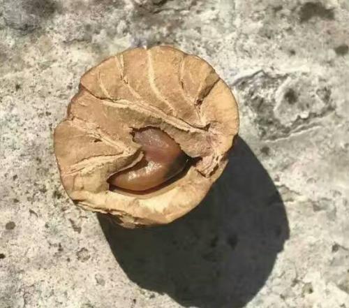 凤眼菩提如何度过尴尬期,凤眼菩提最全面的讲解长篇