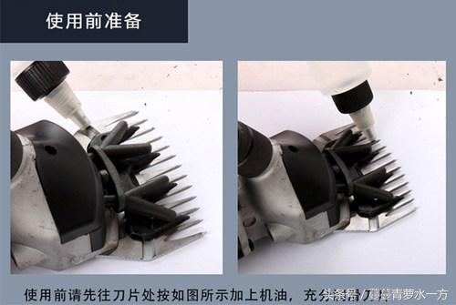 剪羊毛的图片图文,最火剪羊毛视频