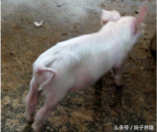 病毒性腹泻怎么治疗小猪,哺乳小猪得病毒性腹泻怎样治疗