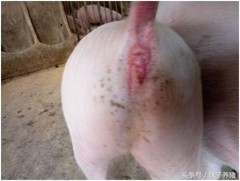 病毒性腹泻怎么治疗小猪,哺乳小猪得病毒性腹泻怎样治疗