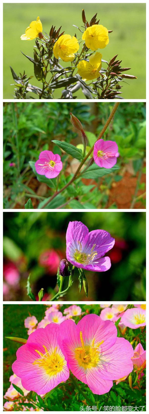 沐浴美人的魔法，月见草