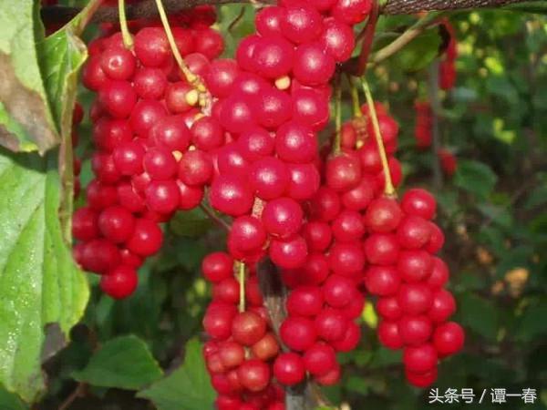 农村野生山珍美味,小时候吃过的农村野果