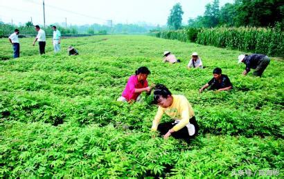 农村20个创业门路,无本创业22种方法农村