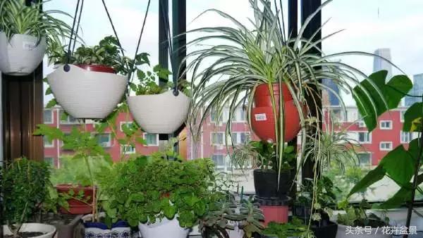 阳台养花品种推荐,适合阳台养花是哪些品种