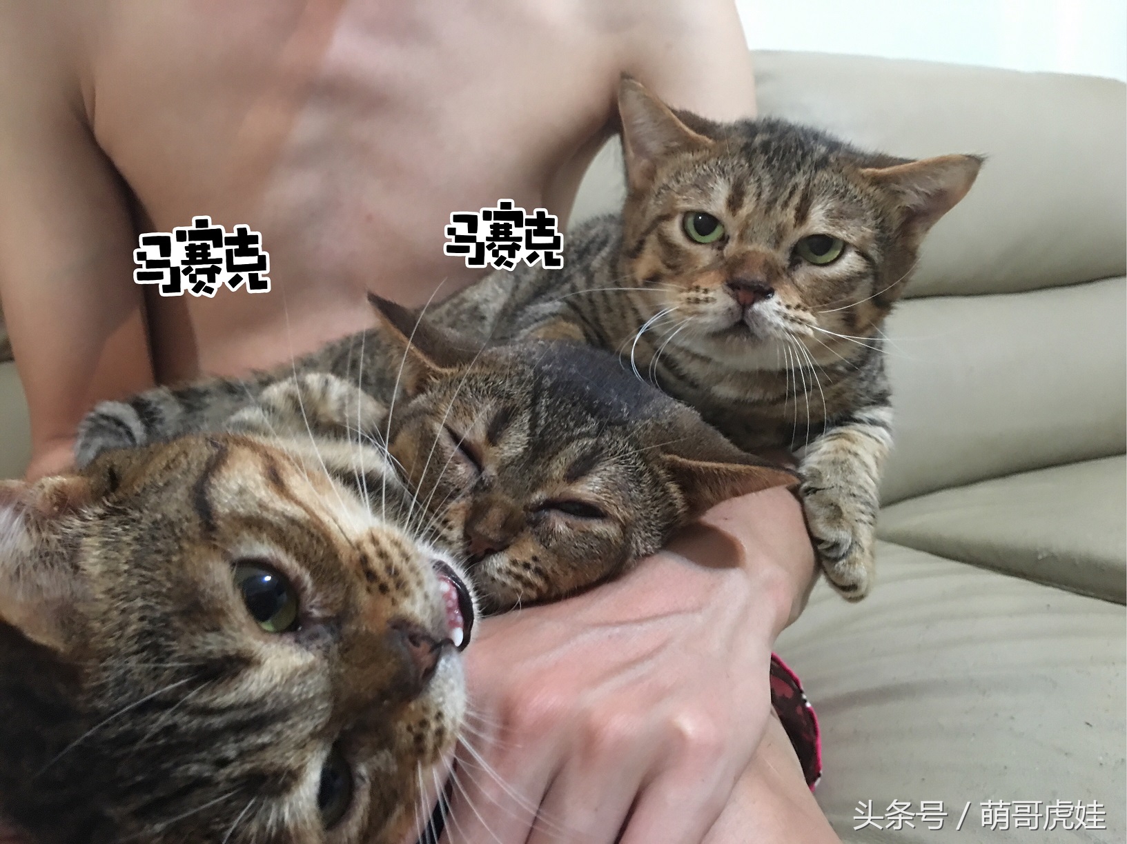 盘点喵星人睡觉被吓一跳的反应,喵星人和铲屎官的日常