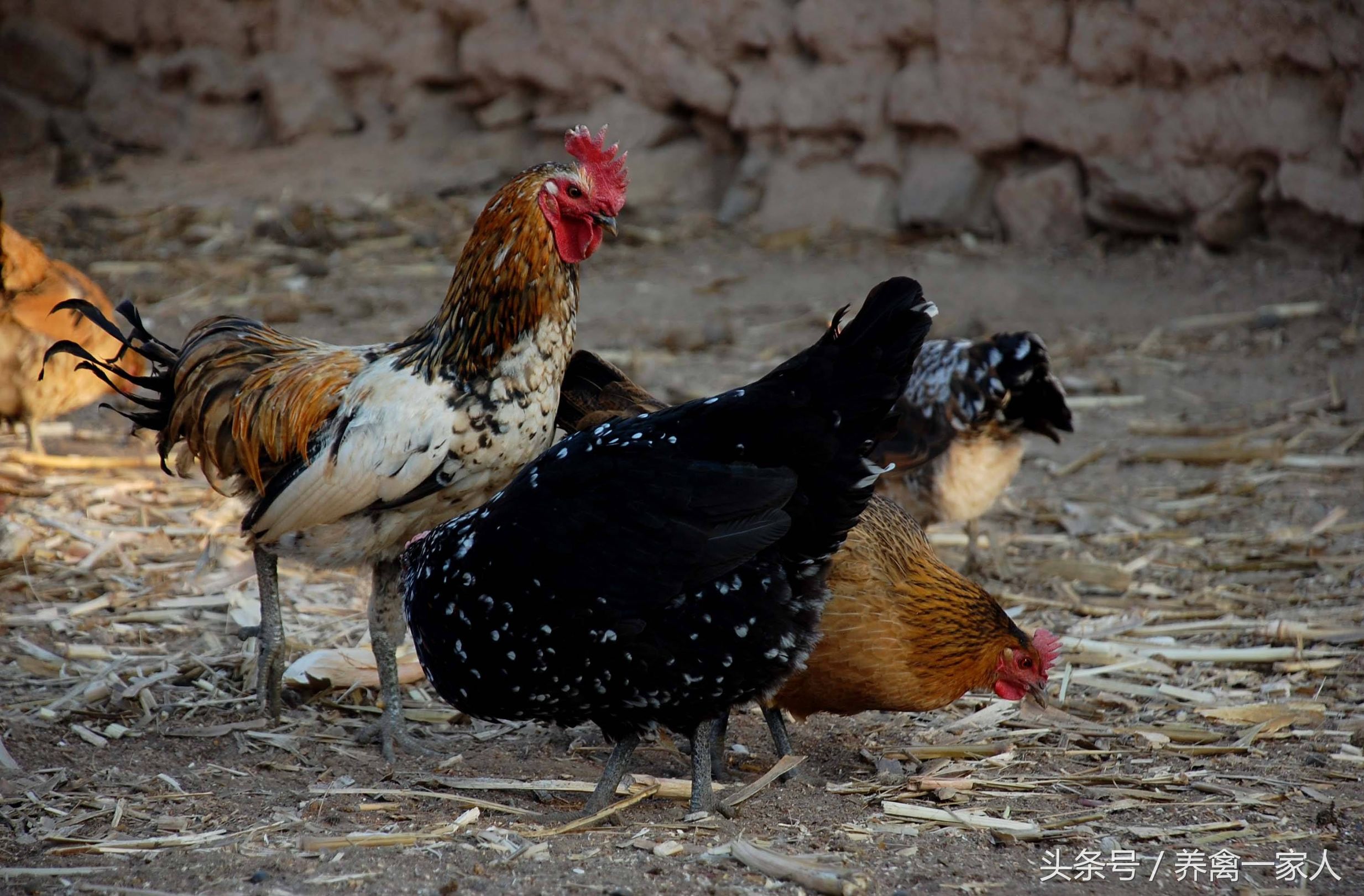 养鸡小知识鸡容易得什么病,农村养鸡如何防治鸡体外寄生虫