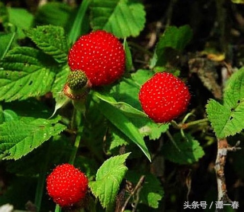 农村野生山珍美味,小时候吃过的农村野果