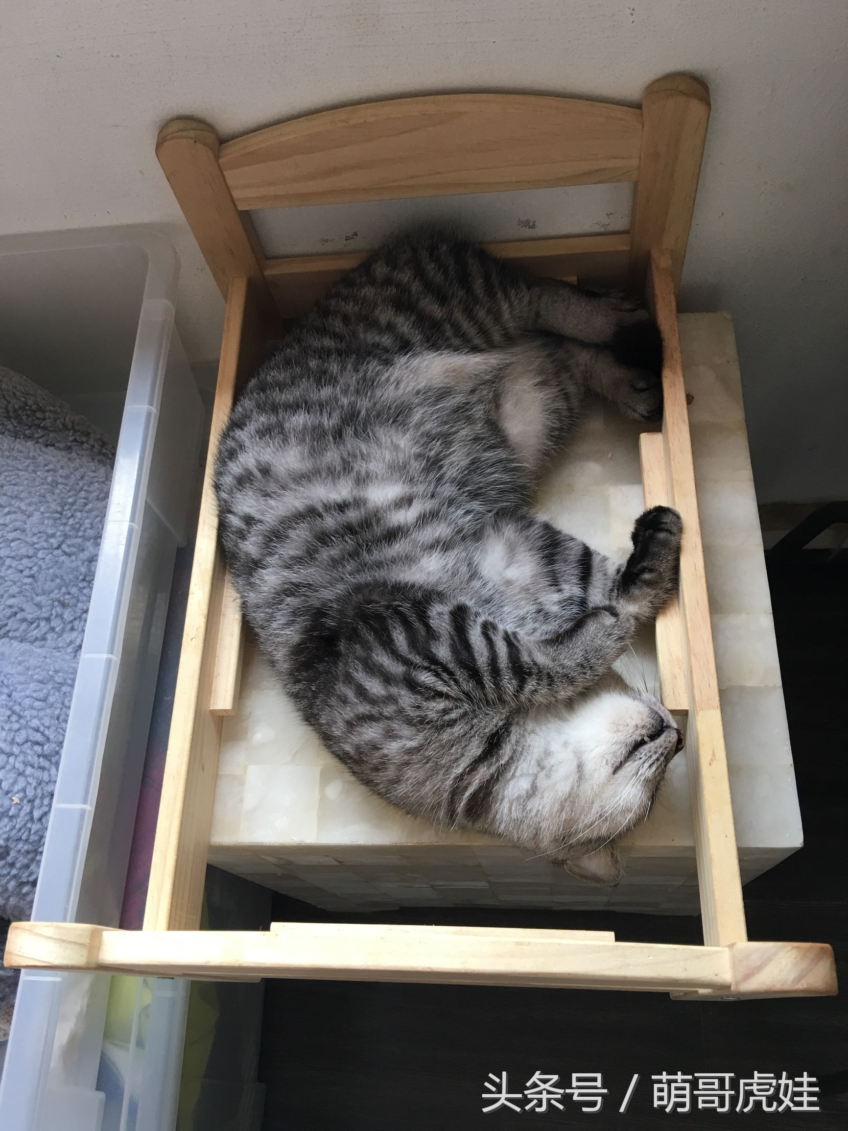 盘点喵星人睡觉被吓一跳的反应,喵星人和铲屎官的日常