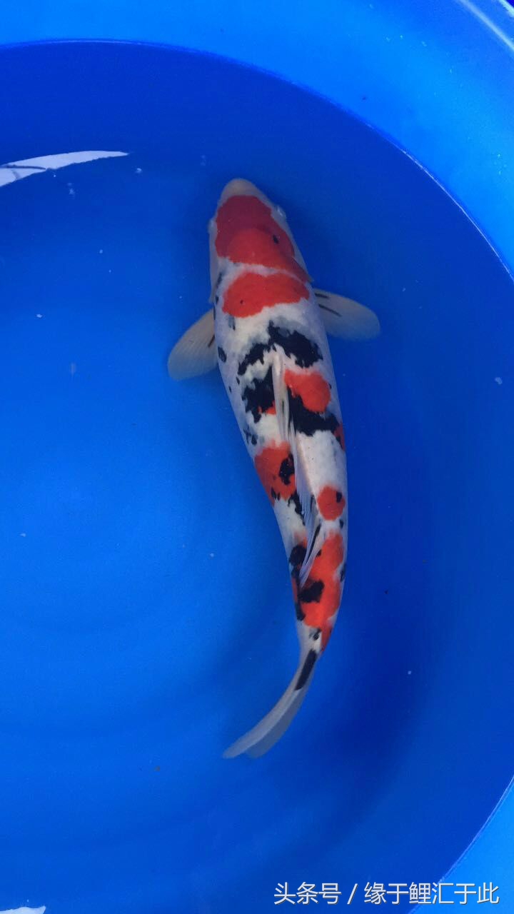 如何降低水的硬度和ph,怎样降低鱼缸水的硬度