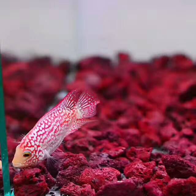 火凤凰罗汉鱼苗怎么饲养,网购的罗汉鱼苗如何饲养