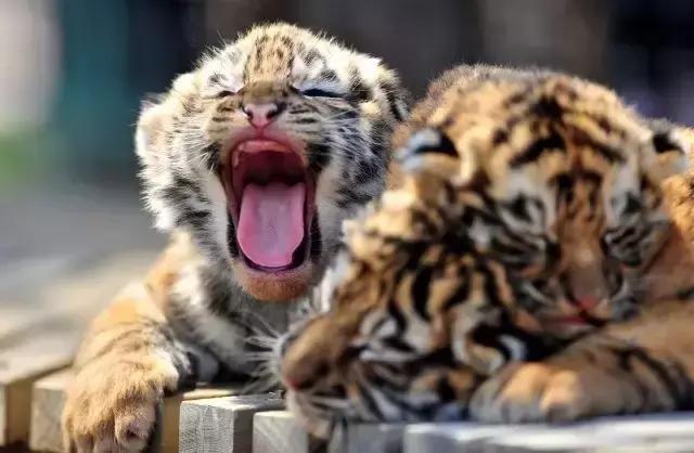 清明哪里适合踏青旅游,踏青沈北蒲河