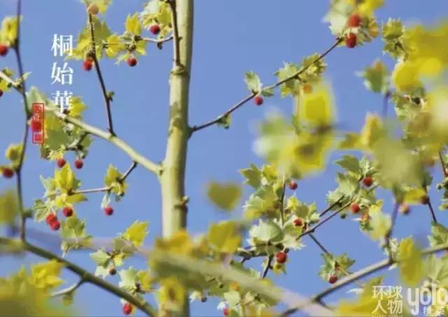 气清景明万物生长意思,清明节风和日丽万物萌生