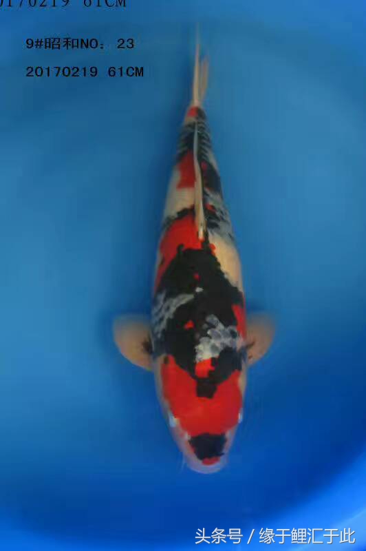 如何降低水的硬度和ph,怎样降低鱼缸水的硬度