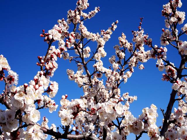 北京清明节出游好去处,清明人少景美的地方