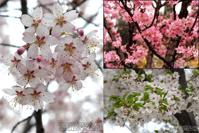 北京清明节出游好去处,清明人少景美的地方