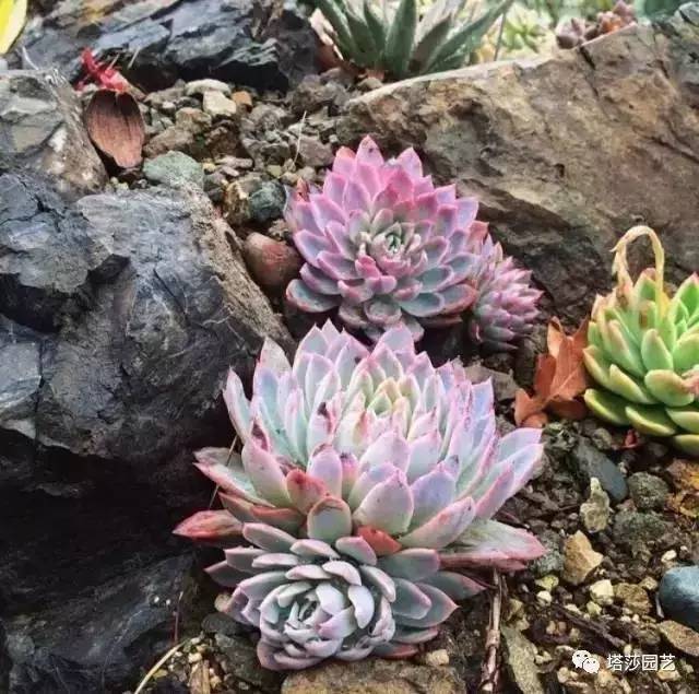 美国109岁老奶奶,109岁奶奶美国