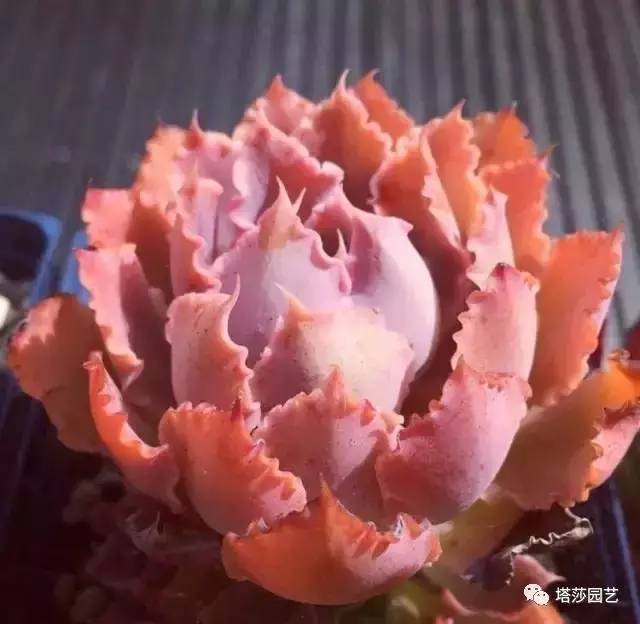 美国109岁老奶奶,109岁奶奶美国