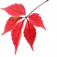 大茅山丨我们不只是红