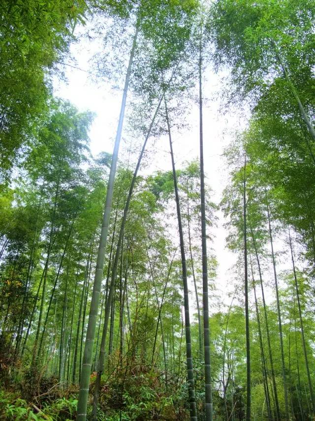 大茅山丨我们不只是红