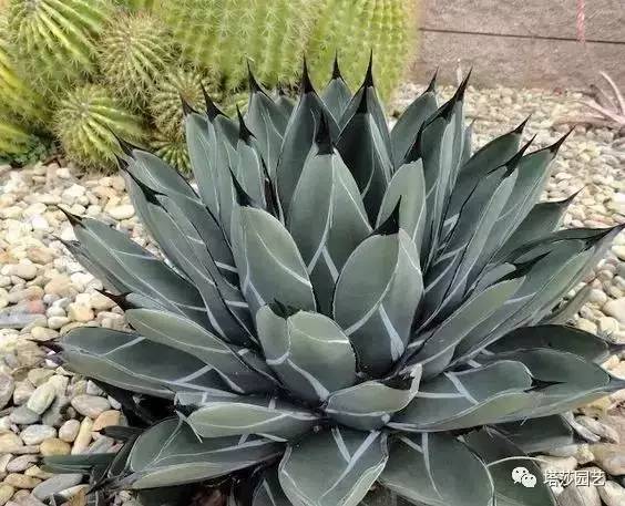 美国109岁老奶奶,109岁奶奶美国