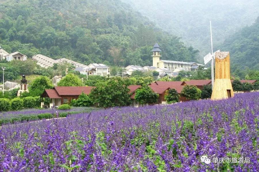 广东盘龙峡熏衣草花海,盘龙峡熏衣草园