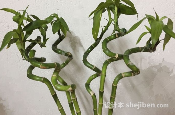 转运竹的叶子长高了需要修剪吗,富贵竹和转运竹怎么修剪叶子