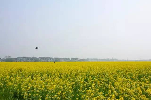 国色天相倾国倾城，“阳澄湖”牵手“太湖”，在相城遇见最美的你