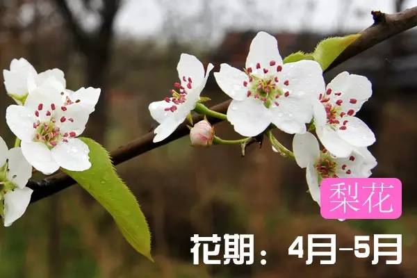 贵州看花好去处推荐,贵州春天哪里的花最美