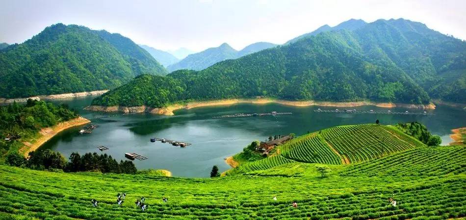 北京城的茶碗里，有1500公里外的安化黑茶