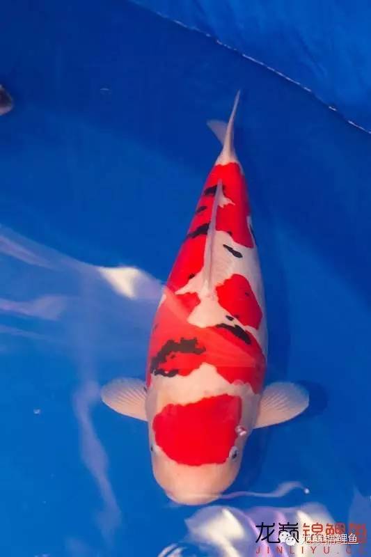 巨鲤手感如何,怎么选巨鲤