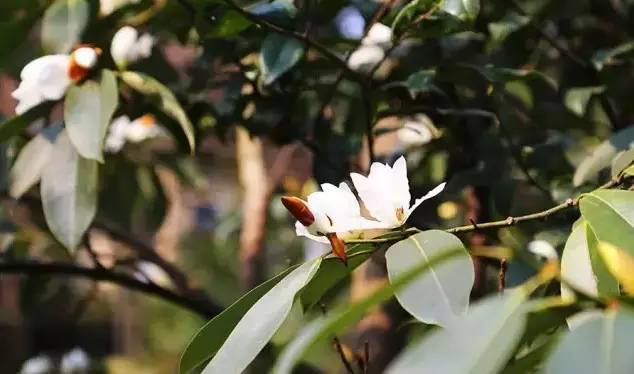 清明3天旅游攻略成都,清明成都旅游攻略学生党