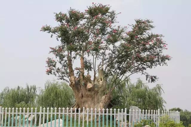 国色天相倾国倾城，“阳澄湖”牵手“太湖”，在相城遇见最美的你