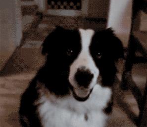 边牧最容易得什么病,边牧咬人手怎么纠正