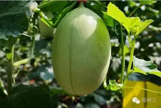 柳州柳江最美的风景区,柳州市柳江区旅游景点排名