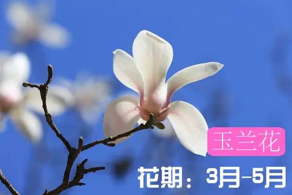 贵州看花好去处推荐,贵州春天哪里的花最美