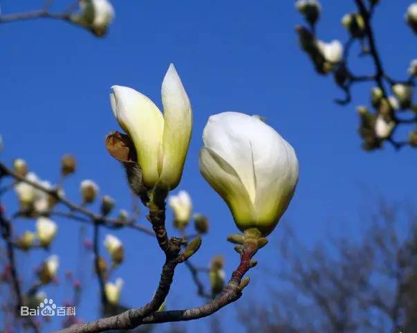 贵州看花好去处推荐,贵州春天哪里的花最美