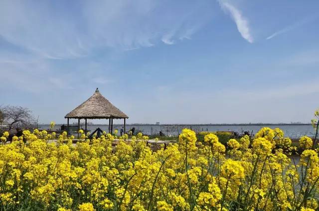 国色天相倾国倾城，“阳澄湖”牵手“太湖”，在相城遇见最美的你