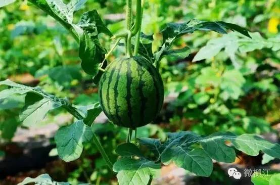 柳州柳江最美的风景区,柳州市柳江区旅游景点排名