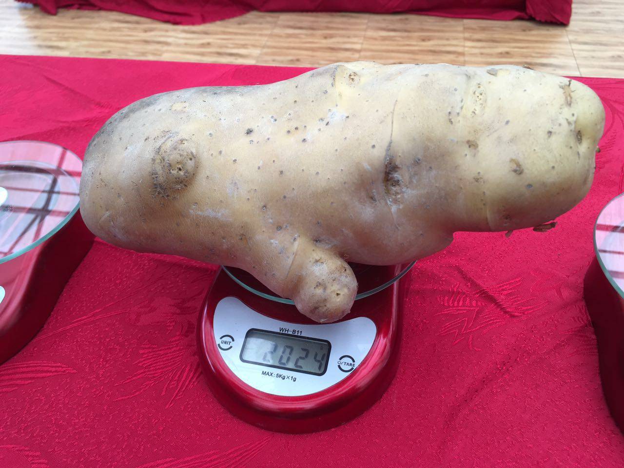 总重2.021公斤，“玉林薯王”横空出世！只是怎么觉得它长得像……