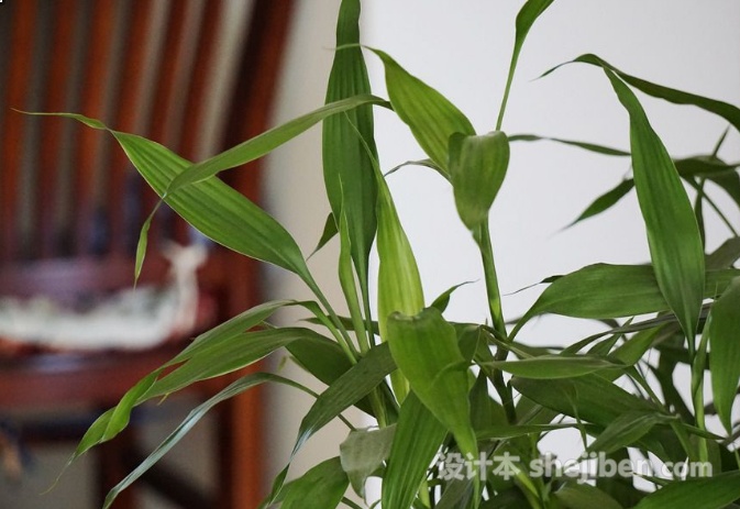 转运竹的叶子长高了需要修剪吗,富贵竹和转运竹怎么修剪叶子