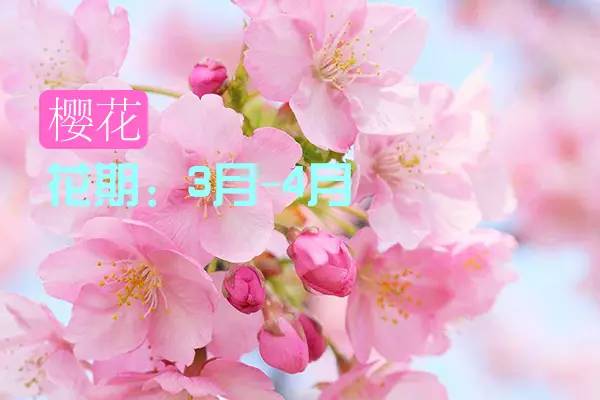 贵州看花好去处推荐,贵州春天哪里的花最美