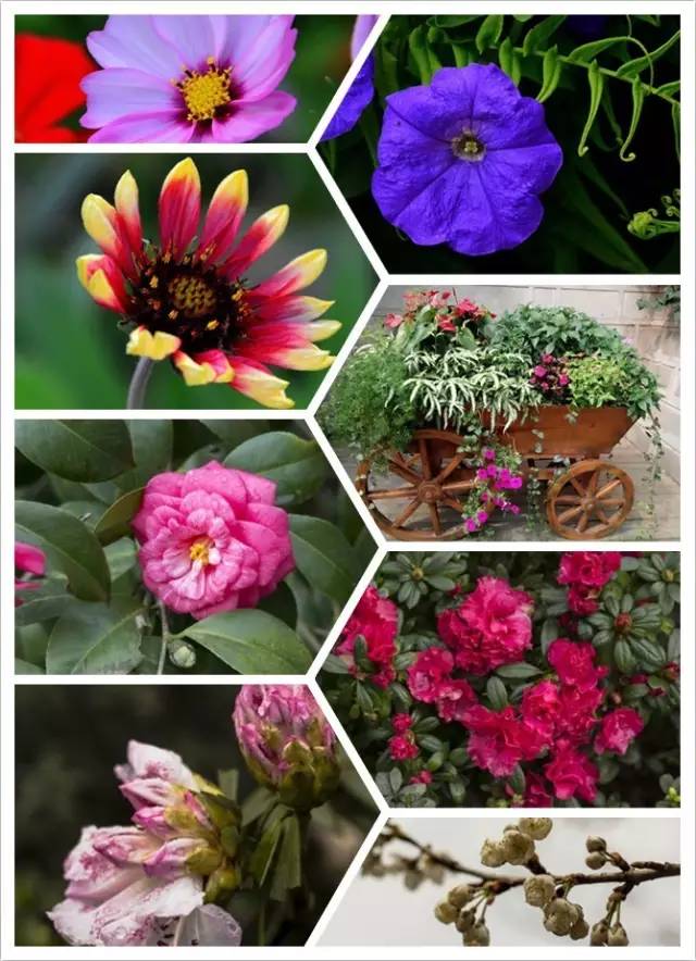 清明3天旅游攻略成都,清明成都旅游攻略学生党