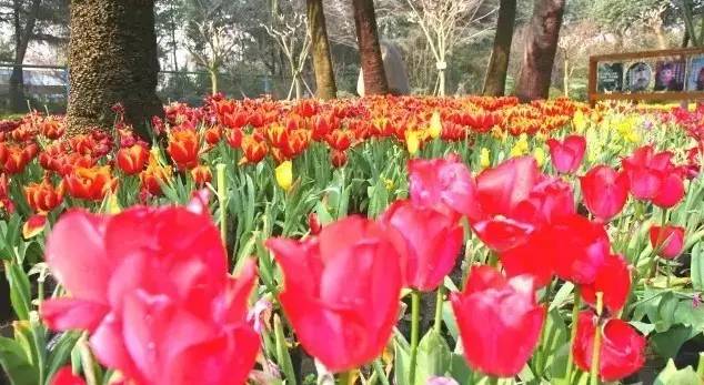 清明3天旅游攻略成都,清明成都旅游攻略学生党