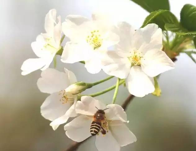 清明3天旅游攻略成都,清明成都旅游攻略学生党